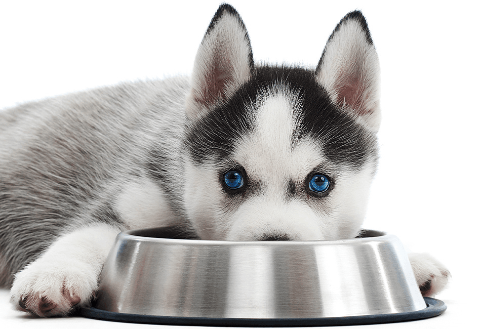 Considerații nutriționale pentru creșterea optimă a cățelușilor