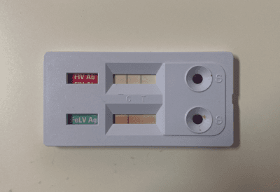 Infecția cu virusul imunodeficienței feline (FIV – feline immunodefficiency virus)