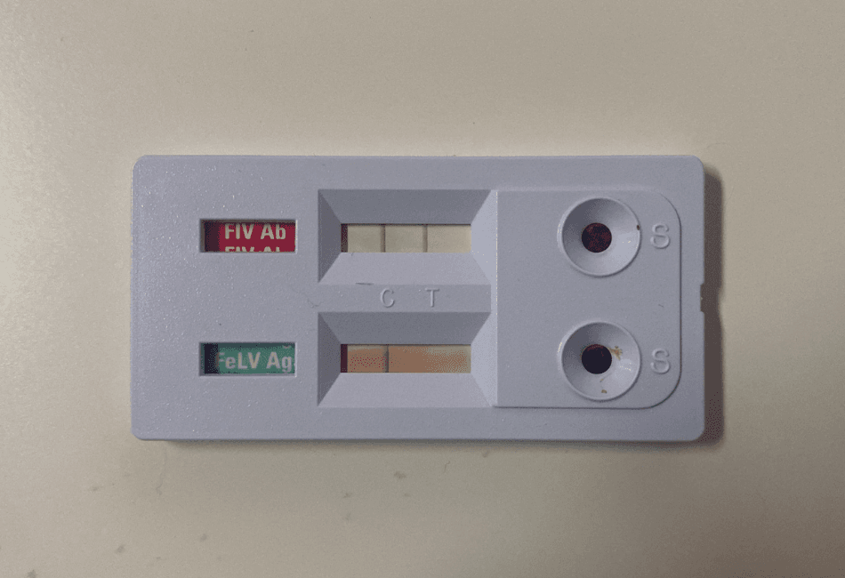 Infecția cu virusul imunodeficienței feline (FIV – feline immunodefficiency virus)