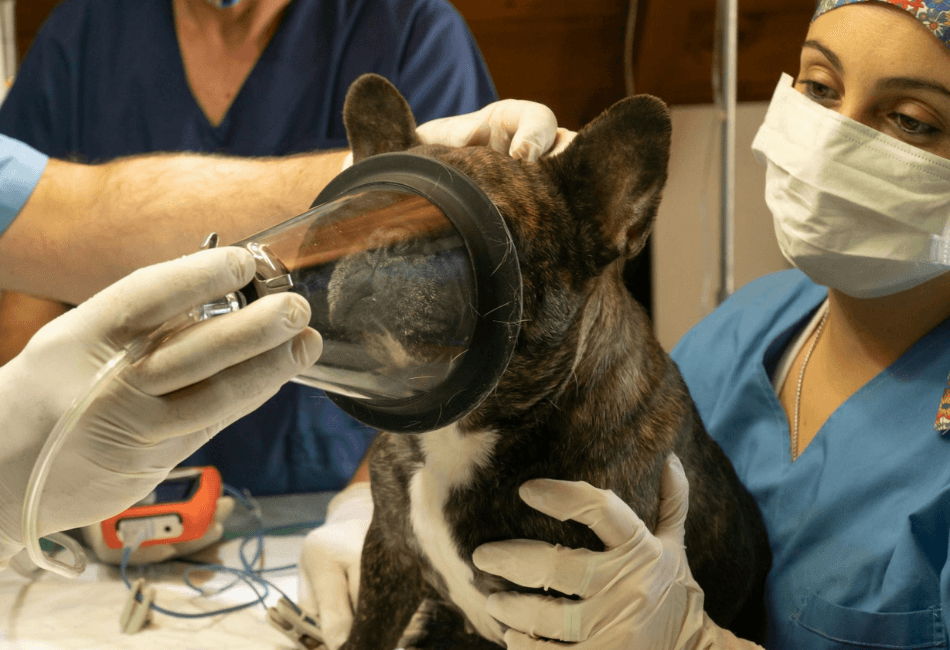 Sedare versus Anestezie: Ce trebuie să știi pentru siguranța animalului tău