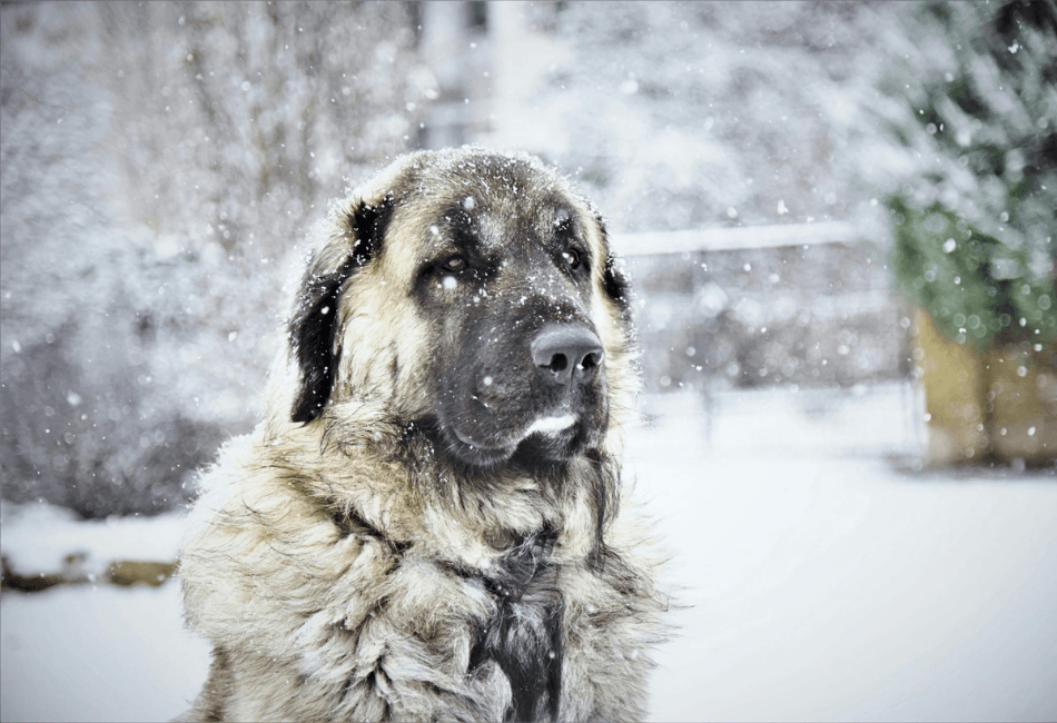 Afecțiunile respiratorii la animalele de companie în sezonul rece