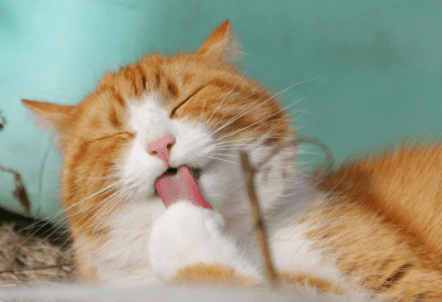 Cistita Idiopatică Felină – tot ce trebuie să știi despre această boală cauzată de stres