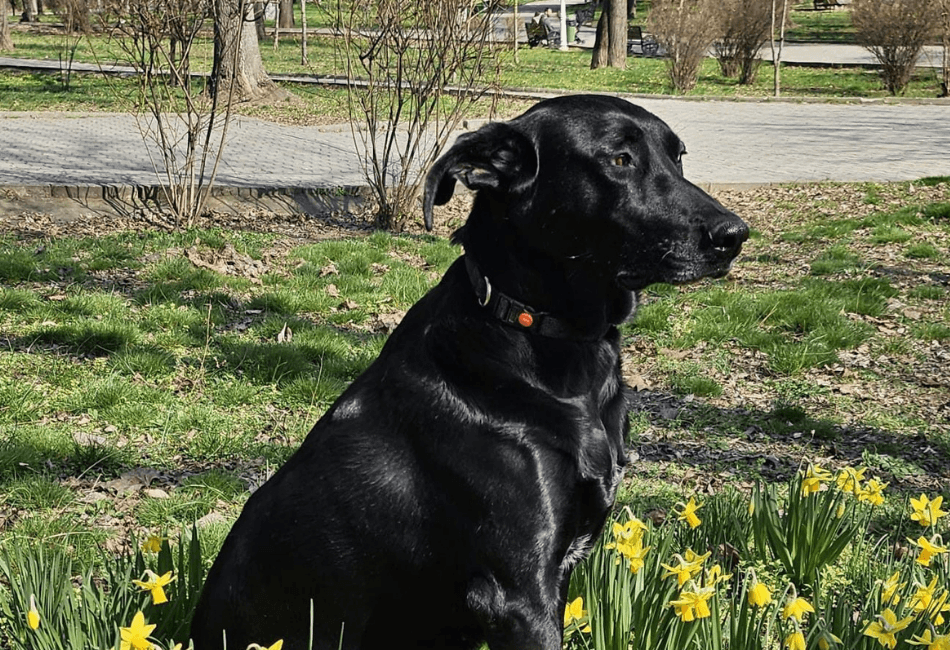 Plante toxice pentru câini și pisici