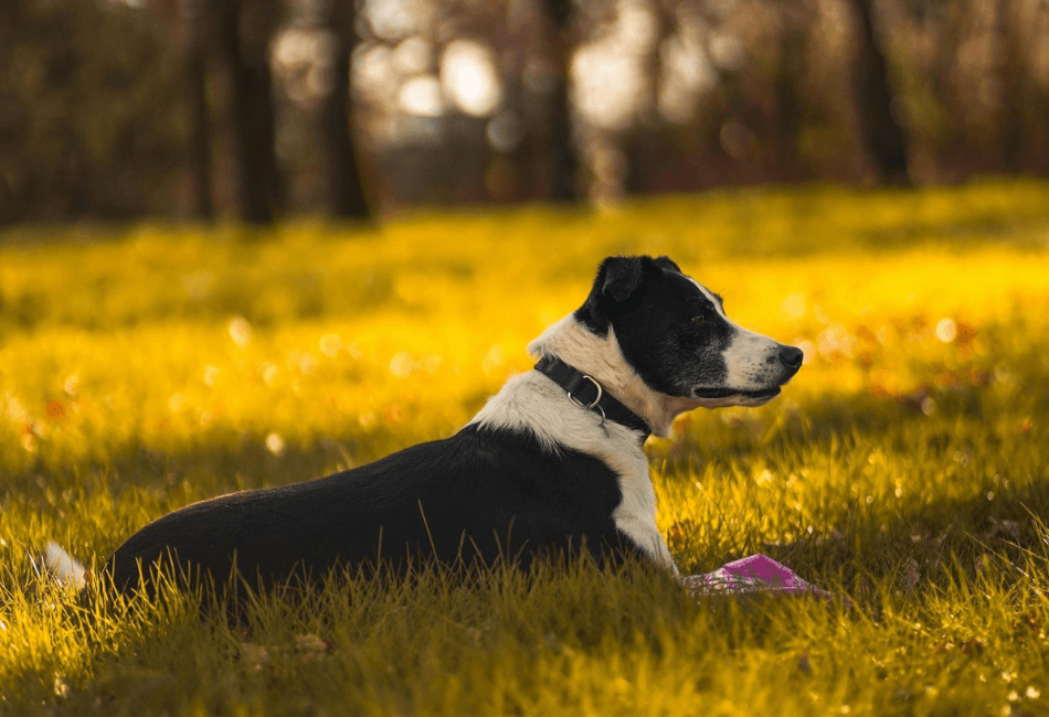 Deparazitarea animalelor de companie