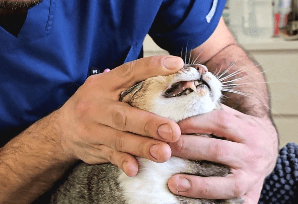 Stomatita Felină_ Cauze, Simptome, Tratament și Prevenție