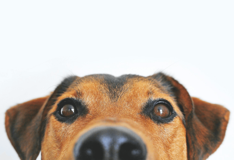 Top 10 probleme de sănătate la câini și cum să le previi – ghid complet pentru iubitorii de animale