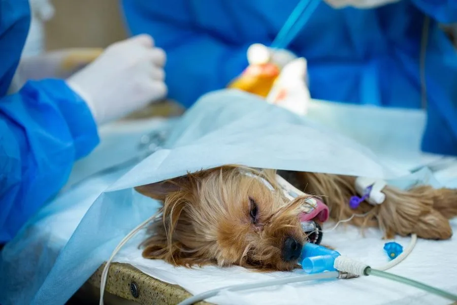 Echipă de medici veterinari efectuând o intervenție chirurgicală complexă sub anestezie inhalatorie.