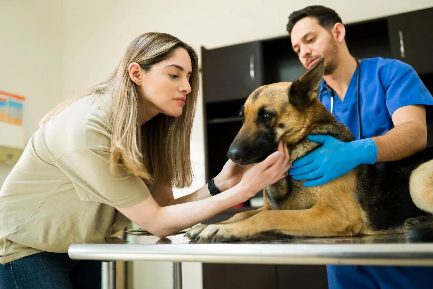 consultatii veterinare catei