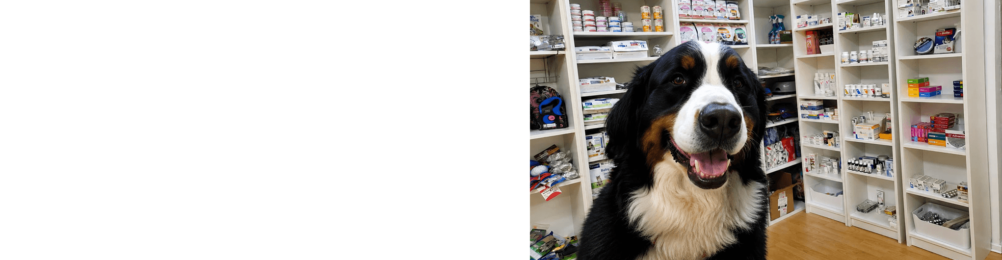 petshop di-pet