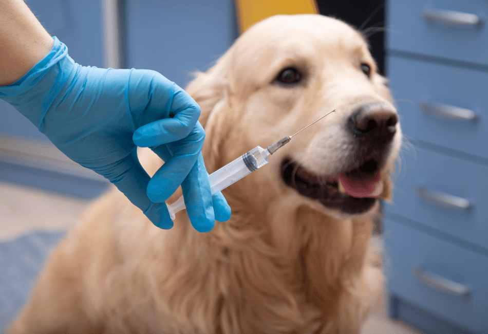 Riscurile asociate vaccinării la câini și pisici - ce trebuie să știe orice proprietar responsabil