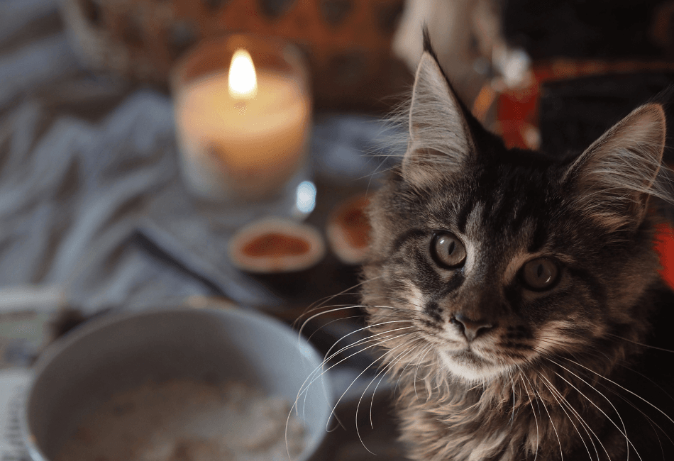Pisicile și lumânările parfumate_ pericolul ascuns din casă