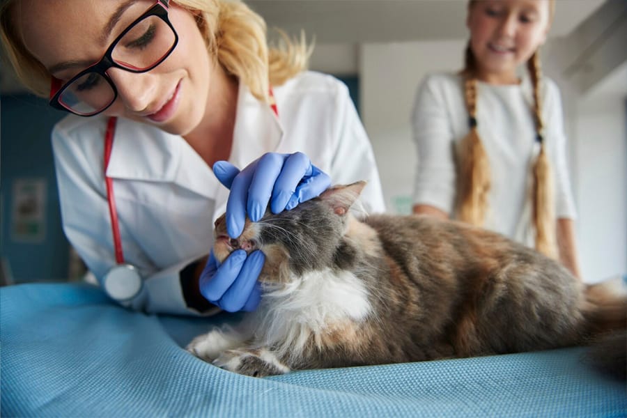 Medic veterinar Di-Pet Centrum efectuând pregătirea și analizele pentru chirurgie veterinara