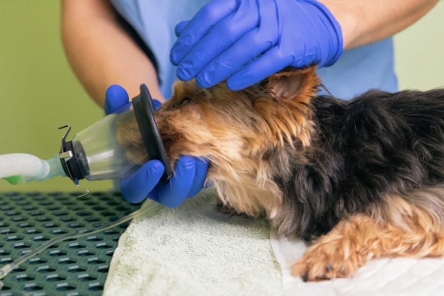 Echipament de anestezie inhalatorie și monitor permanent al funcțiilor vitale în blocul operator Di-Pet, pentru chirurgie veterinara