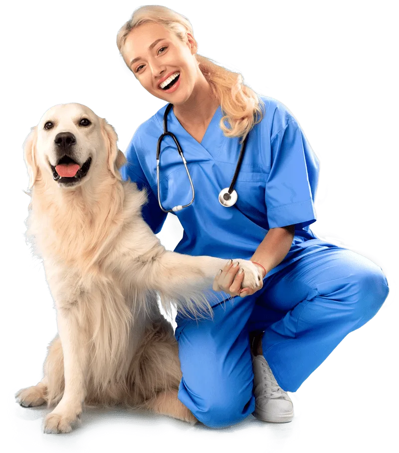 consultatii veterinare Bucuresti - medic veterinar Di-Pet Centrum
