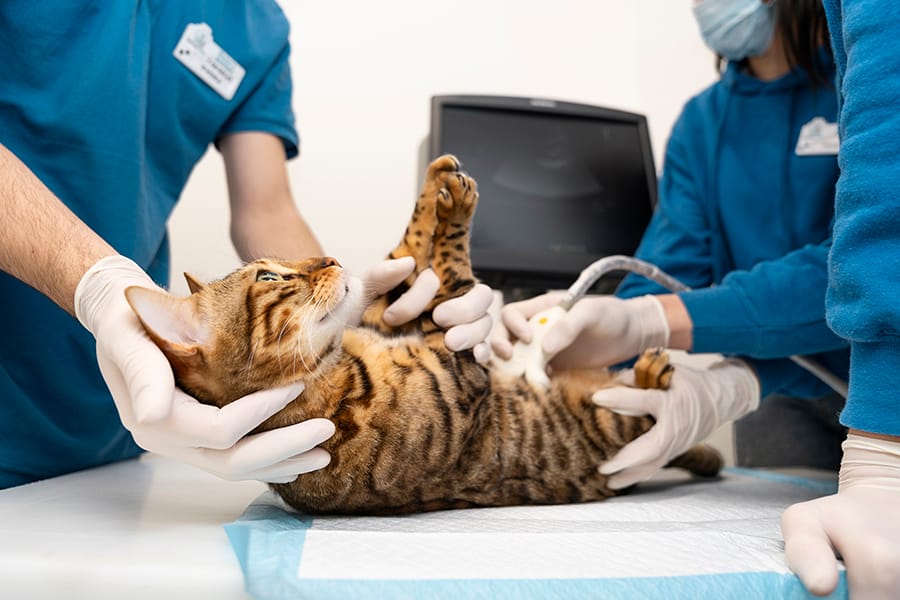 diagnostic veterinar rapid Di-Pet Centrum Bucuresti