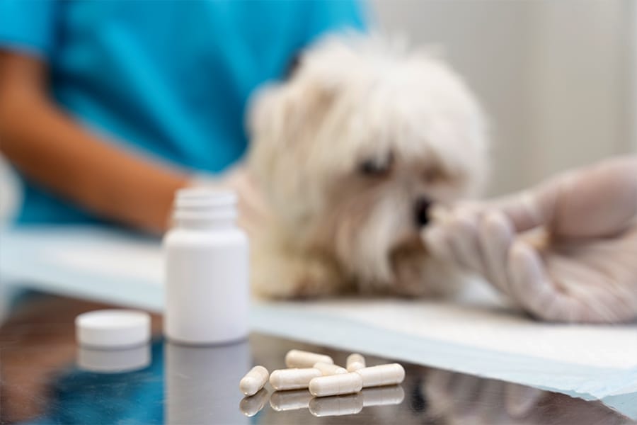 Rafturi pline cu medicamente veterinare și diete speciale pentru câini și pisici în farmacia Di-Pet.