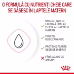 BABYCAT MILK Royal Canin înlocuitor de lapte pentru pisici - imagine 6